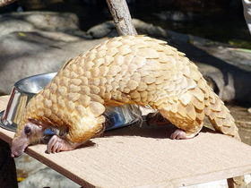 Фото Белобрюхий ящер