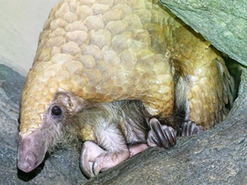 Фото Белобрюхий ящер