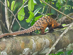 Смотреть фото Четырёхпалый ящер Фото Четырёхпалый ящер