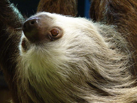 Смотреть фото Ленивец Гоффмана Фото Ленивец Гоффмана