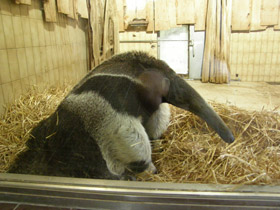 Смотреть фото Гигантский муравьед Фото Гигантский муравьед