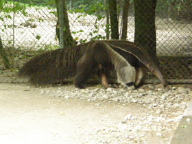 Смотреть фото Гигантский муравьед Фото Гигантский муравьед