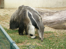 Смотреть фото Гигантский муравьед Фото Гигантский муравьед