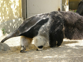 Смотреть фото Гигантский муравьед Фото Гигантский муравьед