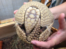 Смотреть фото Шаровидный броненосец Фото Шаровидный броненосец