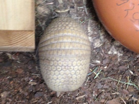 Смотреть фото Шаровидный броненосец Фото Шаровидный броненосец