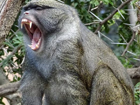 Мартышка Аллена