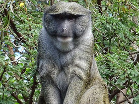 Смотреть фото Мартышка Аллена Фото Мартышка Аллена