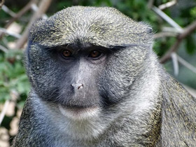 Смотреть фото Мартышка Аллена Фото Мартышка Аллена