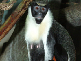 Смотреть фото Мартышка-диана Фото Мартышка-диана