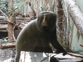 Смотреть фото Совинолицая мартышка Фото Совинолицая мартышка