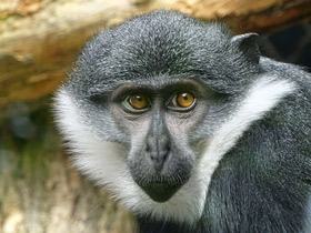 Бородатая мартышка Бородатая мартышка