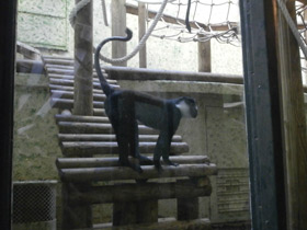 Смотреть фото Бородатая мартышка Фото Бородатая мартышка