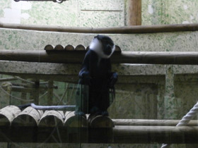 Смотреть фото Бородатая мартышка Фото Бородатая мартышка