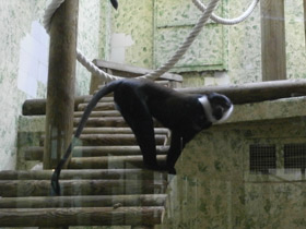 Смотреть фото Бородатая мартышка Фото Бородатая мартышка