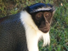 Роловейская мартышка Роловейская мартышка