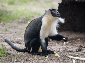 Смотреть фото Роловейская мартышка Фото Роловейская мартышка