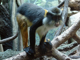 Смотреть фото Мартышка Вольфа Фото Мартышка Вольфа