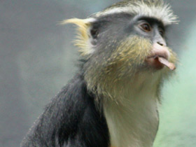 Смотреть фото Мартышка Вольфа Фото Мартышка Вольфа