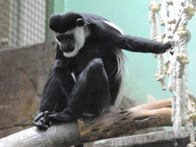 Смотреть фото Восточный колобус Фото Восточный колобус