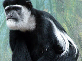 Восточный колобус