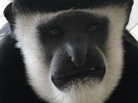 Смотреть фото Восточный колобус Фото Восточный колобус