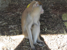 Смотреть фото Красная мартышка Фото Красная мартышка