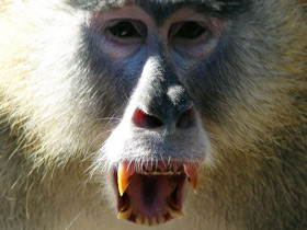 Смотреть фото Красная мартышка Фото Красная мартышка