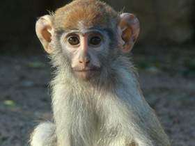 Красная мартышка