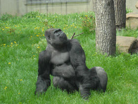 Смотреть фото Западная равнинная горилла Фото Западная равнинная горилла