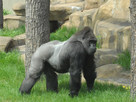 Смотреть фото Западная равнинная горилла Фото Западная равнинная горилла
