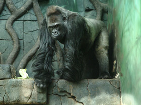 Смотреть фото Западная равнинная горилла Фото Западная равнинная горилла