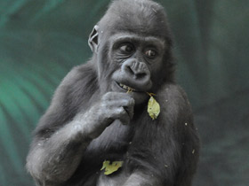 Смотреть фото Западная равнинная горилла Фото Западная равнинная горилла