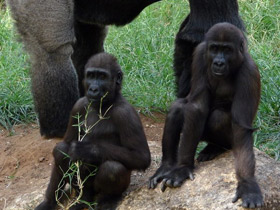 Смотреть фото Западная равнинная горилла Фото Западная равнинная горилла