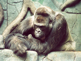 Смотреть фото Западная равнинная горилла Фото Западная равнинная горилла