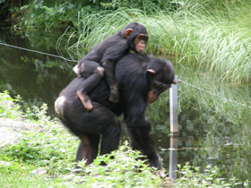 Смотреть фото Шимпанзе Фото Шимпанзе
