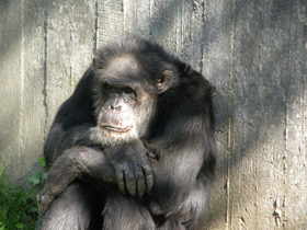 Смотреть фото Как появились млекопитающие Фото Как появились млекопитающие