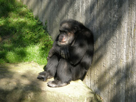 Смотреть фото Шимпанзе Фото Шимпанзе