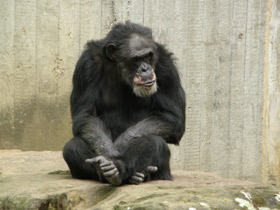 Смотреть фото Шимпанзе Фото Шимпанзе