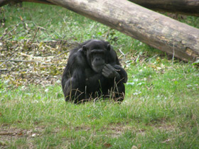 Смотреть фото Шимпанзе Фото Шимпанзе