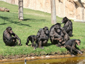 Смотреть фото Шимпанзе Фото Шимпанзе