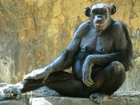 Шимпанзе Шимпанзе