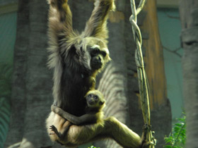 Смотреть фото Чернорукий гиббон Фото Чернорукий гиббон