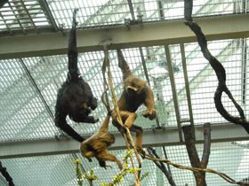 Смотреть фото Чернорукий гиббон Фото Чернорукий гиббон