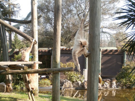 Смотреть фото Белорукий гиббон Фото Белорукий гиббон