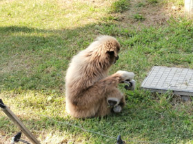 Смотреть фото Белорукий гиббон Фото Белорукий гиббон