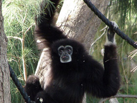 Смотреть фото Белорукий гиббон Фото Белорукий гиббон