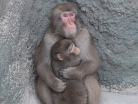 Смотреть фото Японский макак Фото Японский макак