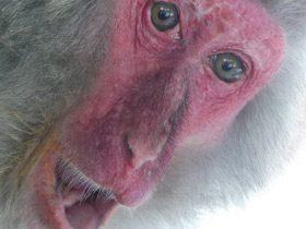 Смотреть фото Японский макак Фото Японский макак