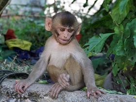 Смотреть фото Макак-резус Фото Макак-резус